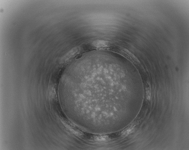 X0000066950618200603311444