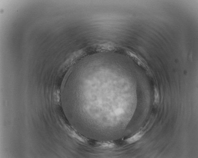 X0000066950621200603311444