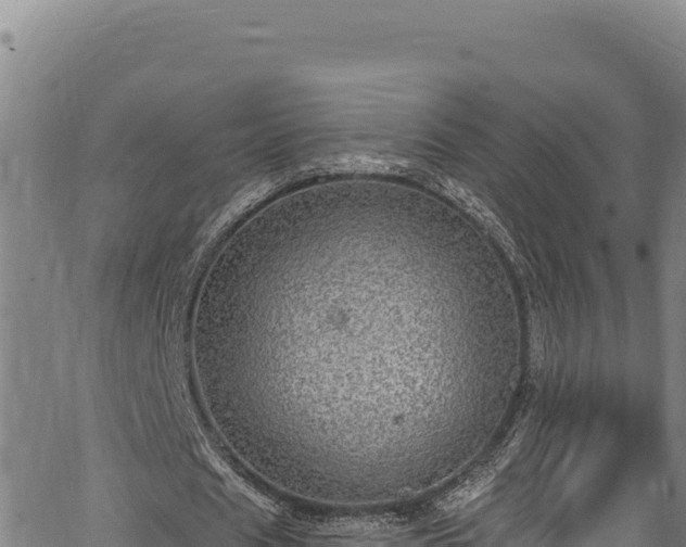 X0000066950625200603311443