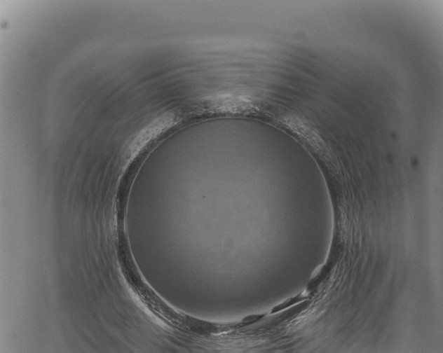 X0000066950630200603311443