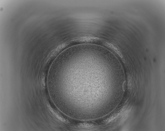 X0000066950633200603311443