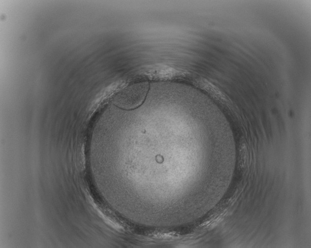 X0000066950638200603311443