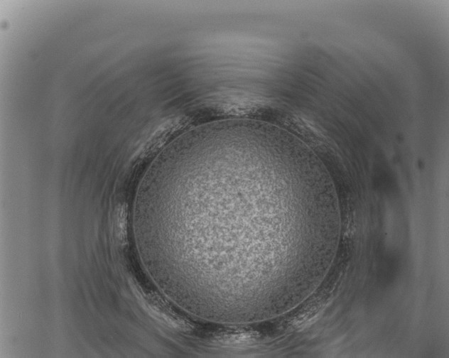 X0000066950646200603311443