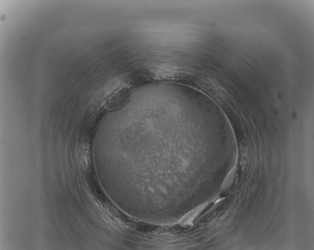 X0000066950648200603311443