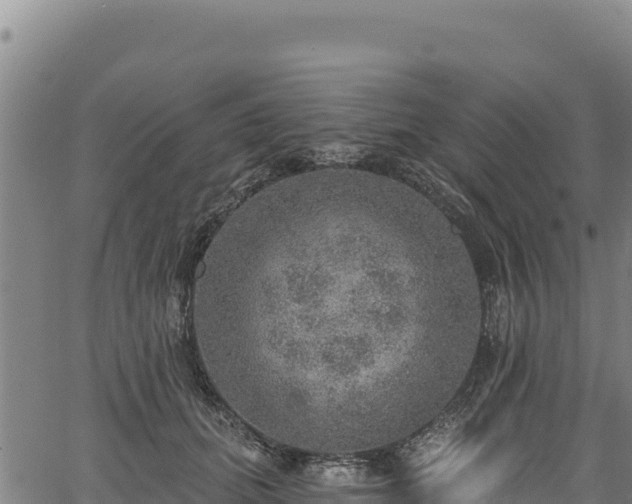 X0000066950655200603311443