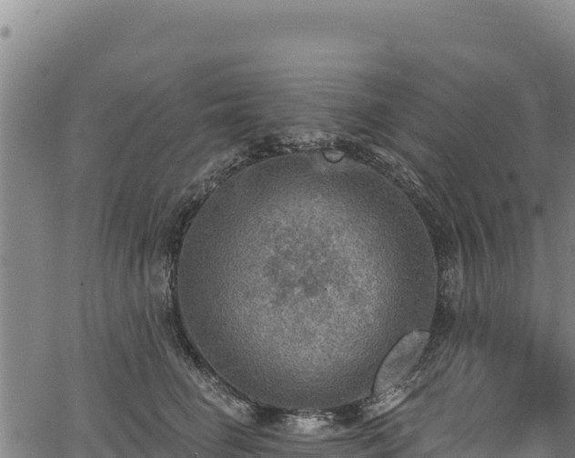 X0000066950662200603311443