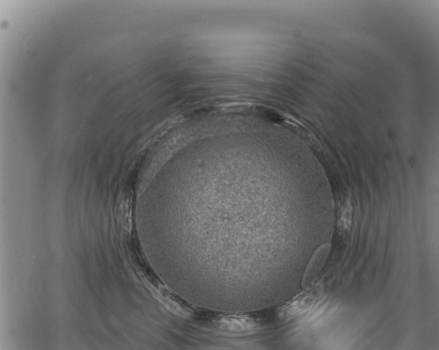 X0000066950666200603311443