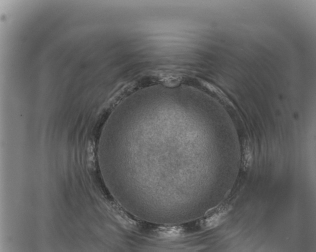 X0000066950667200603311443