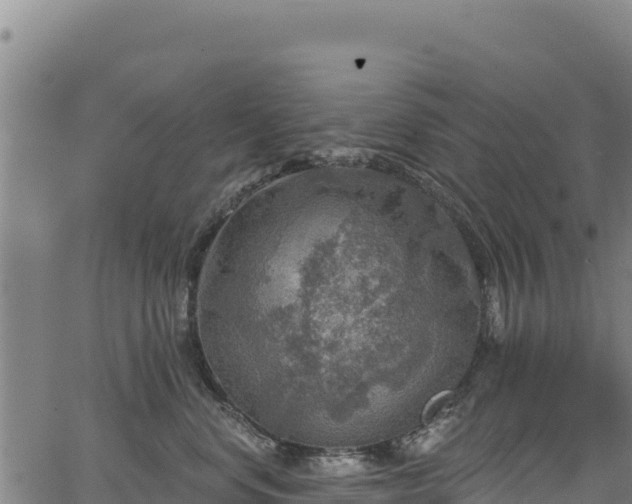 X0000066950668200603311444