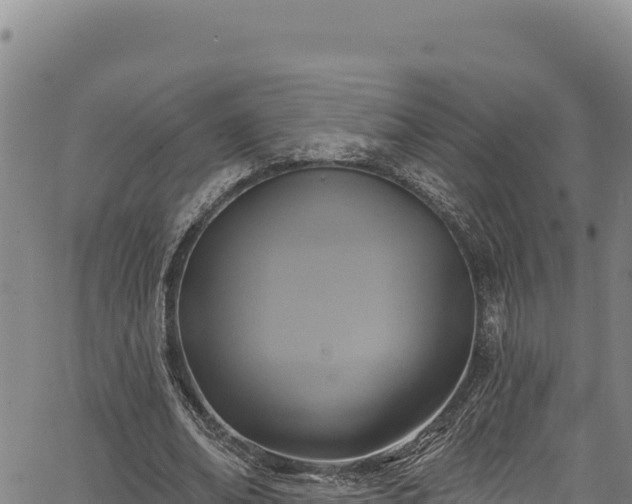 X0000066950678200603311443