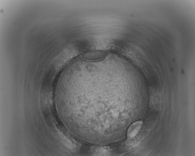 X0000066950683200603311443