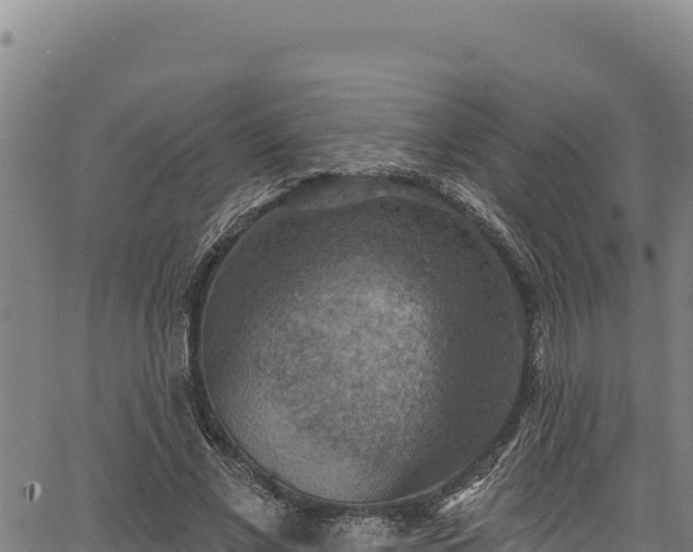 X0000066950685200603311443