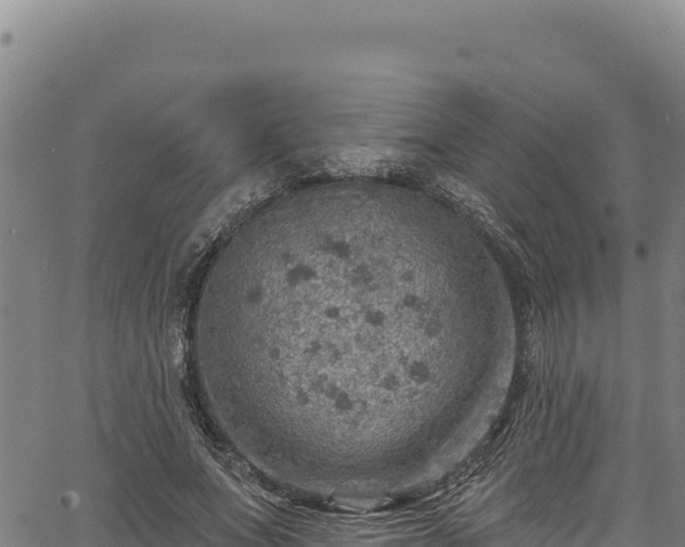 X0000066950687200603311443