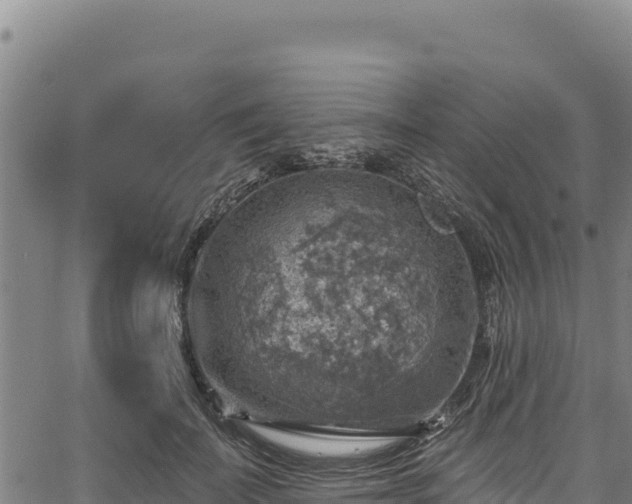 X0000066950699200603311442