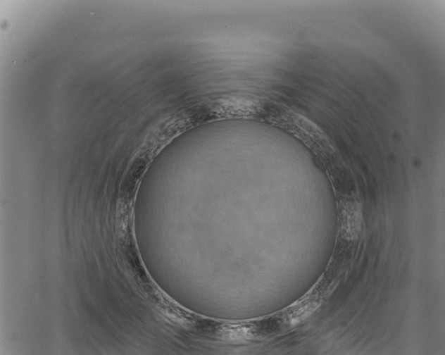 X0000066950701200603311442