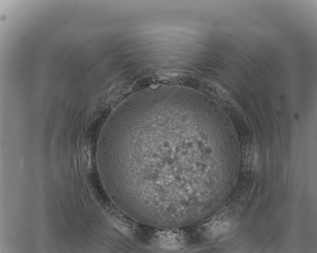 X0000066950703200603311442