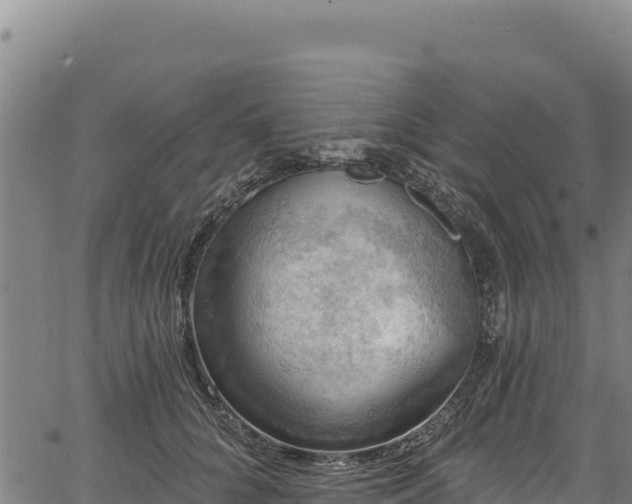 X0000066950704200603311442