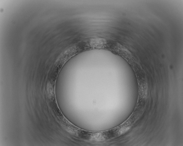 X0000066950705200603311442