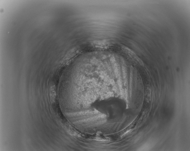 X0000066950707200603311442