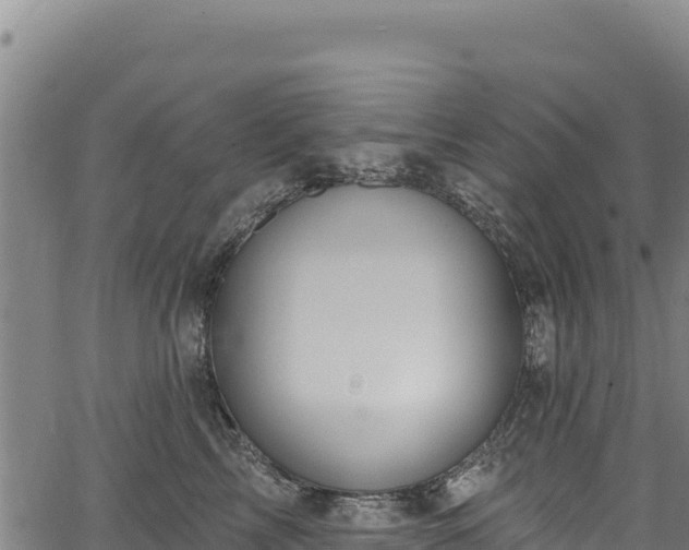 X0000066950713200603311442