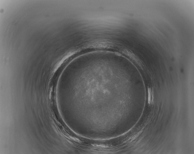 X0000066950723200603311441