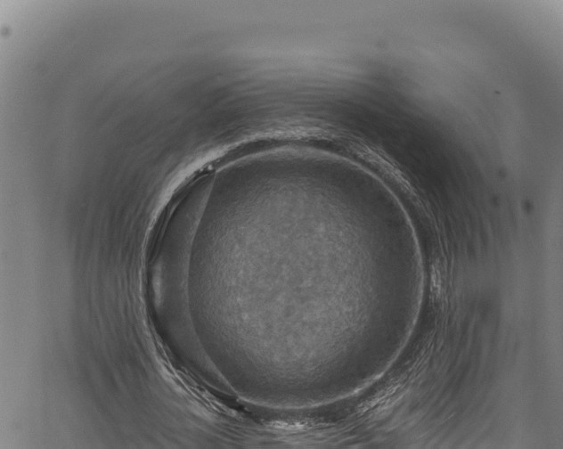 X0000066950724200603311441