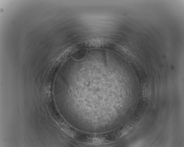 X0000066950737200603311442