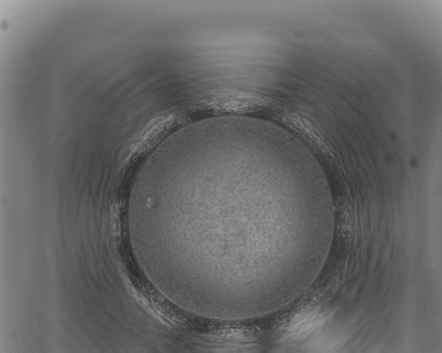 X0000066950738200603311442