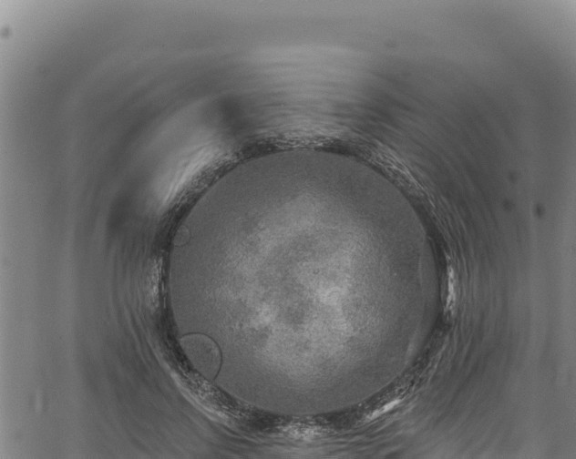 X0000066950742200603311442