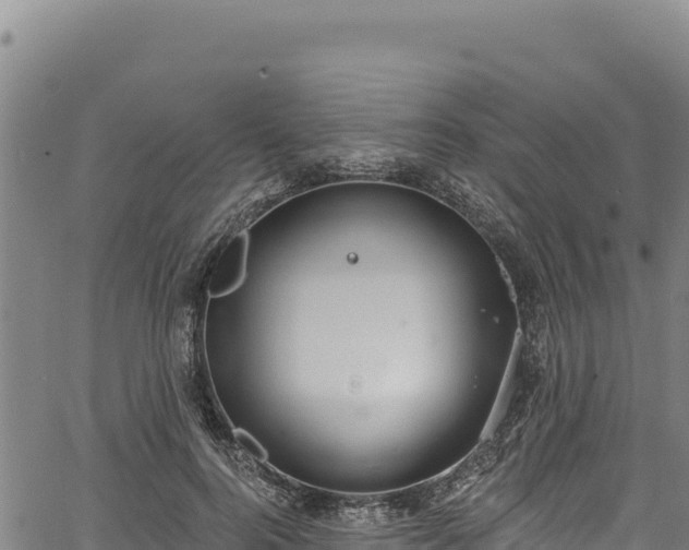 X0000066950744200603311442