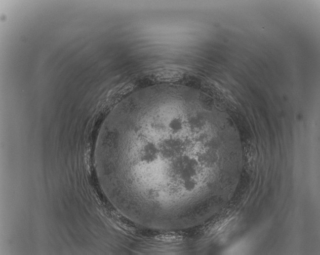 X0000066950745200603311442