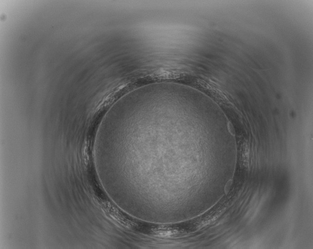 X0000066950746200603311442