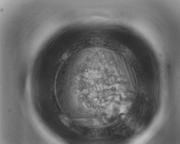 X0000066950765200603311442