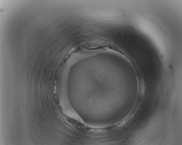 X0000066950766200603311442