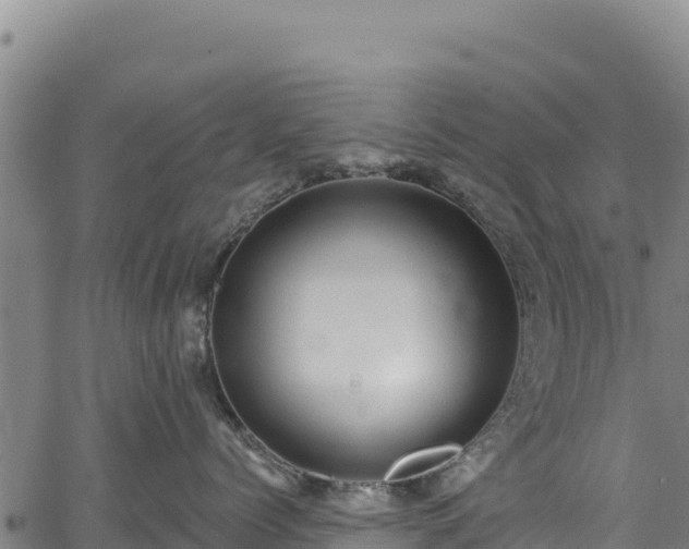 X0000066950768200603311442