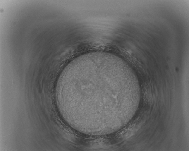 X0000066950769200603311441