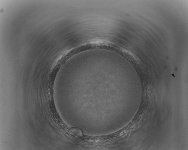 X0000066950776200603311441