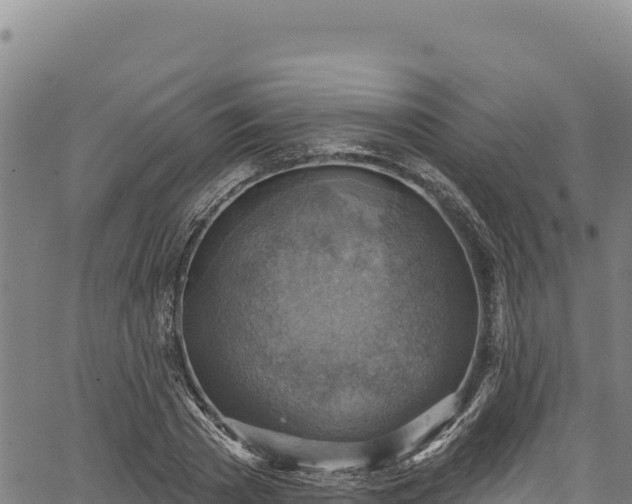 X0000066950785200603311441