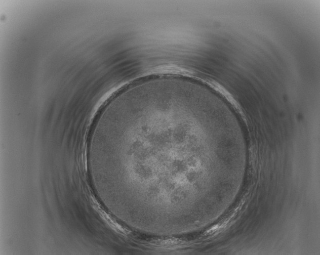 X0000066950791200603311441