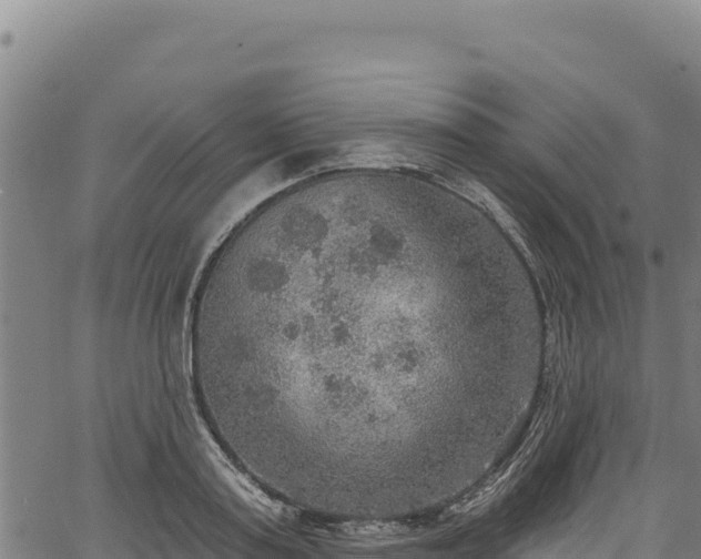 X0000066950795200603311441