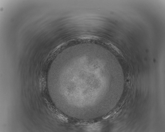 X0000066950821200603311440