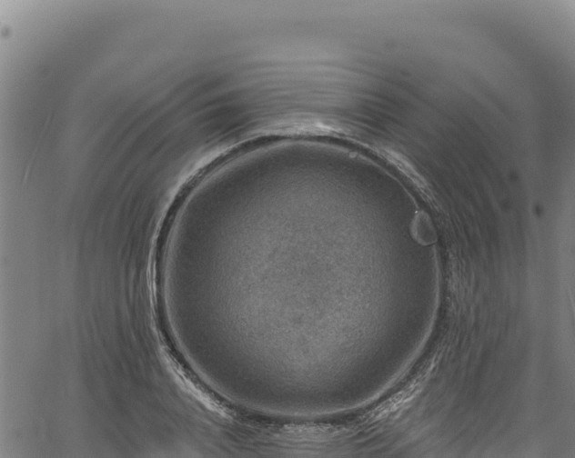 X0000066950840200603311440