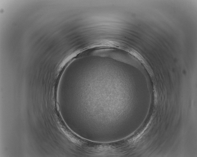 X0000066950842200603311440