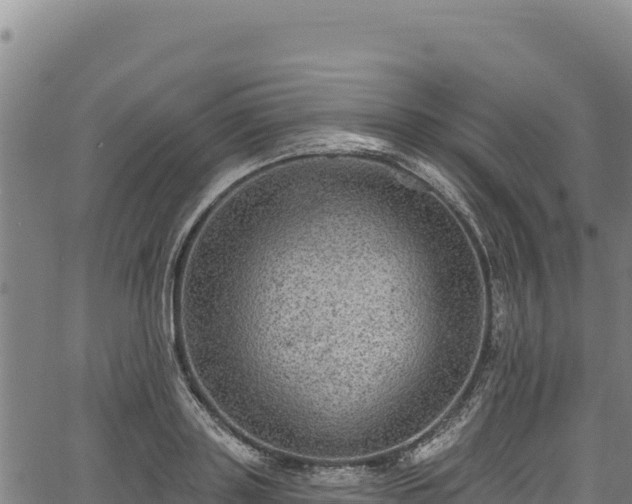 X0000066950843200603311440