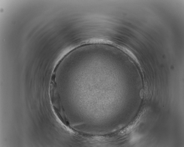 X0000066950847200603311440