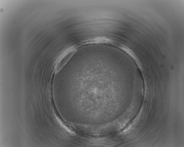 X0000066950850200603311440