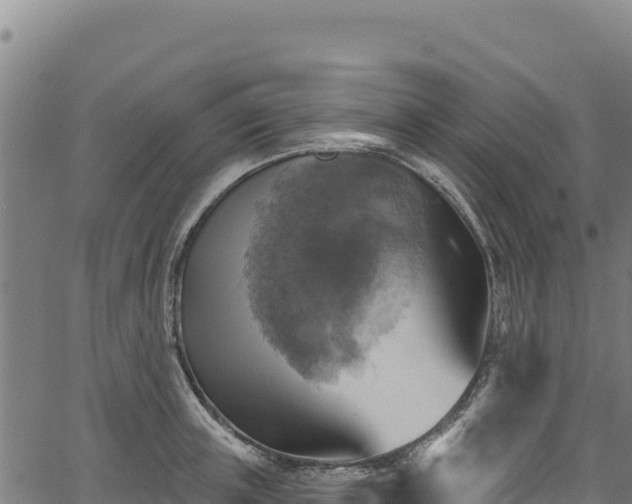 X0000066950851200603311440