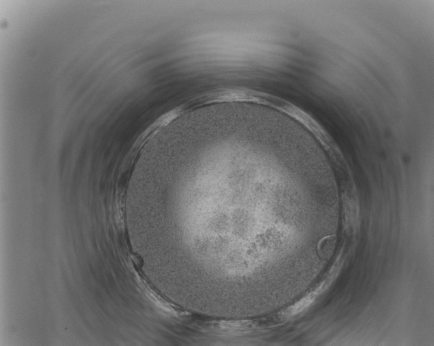 X0000066950857200603311440