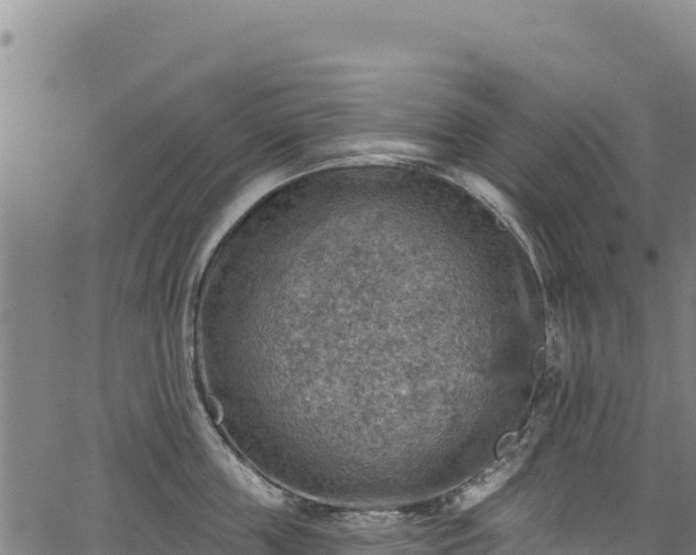 X0000066950859200603311440