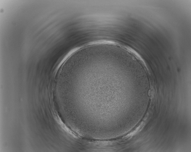 X0000066950860200603311440